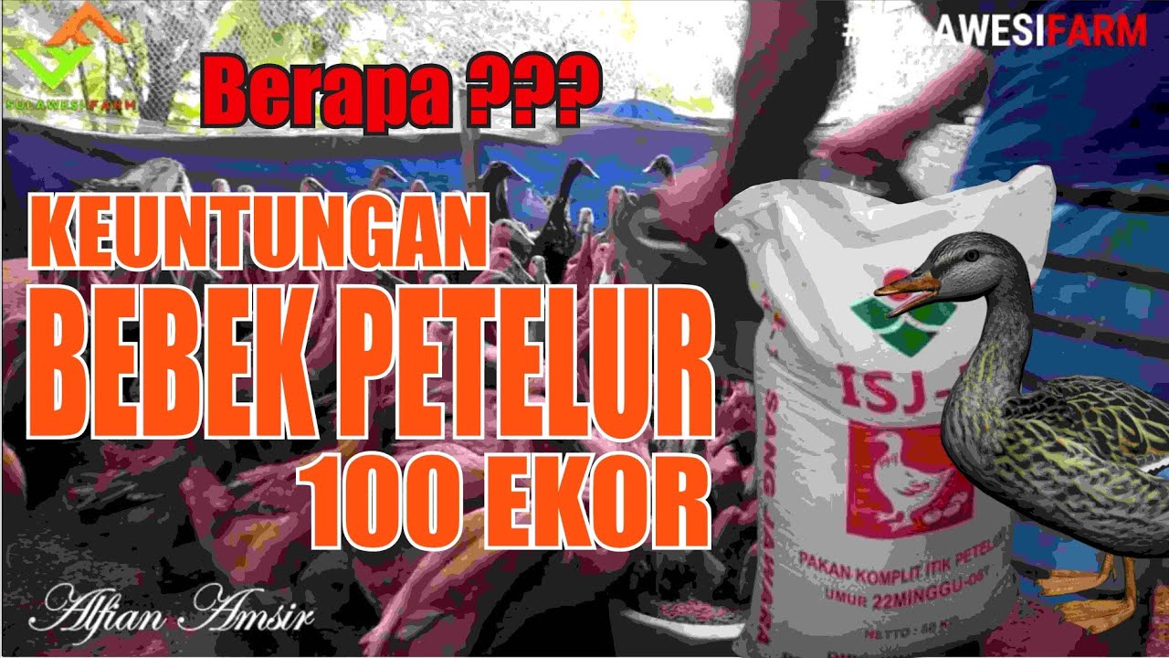 Keuntungan ternak bebek petelur 100 ekor menggunakan pakan jadi new hope
