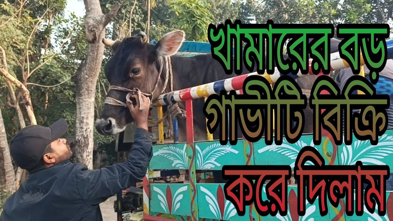 খামারের বড় গাভীটি বিক্রি করে দিলাম.....! 🐂🐂🐄🐄