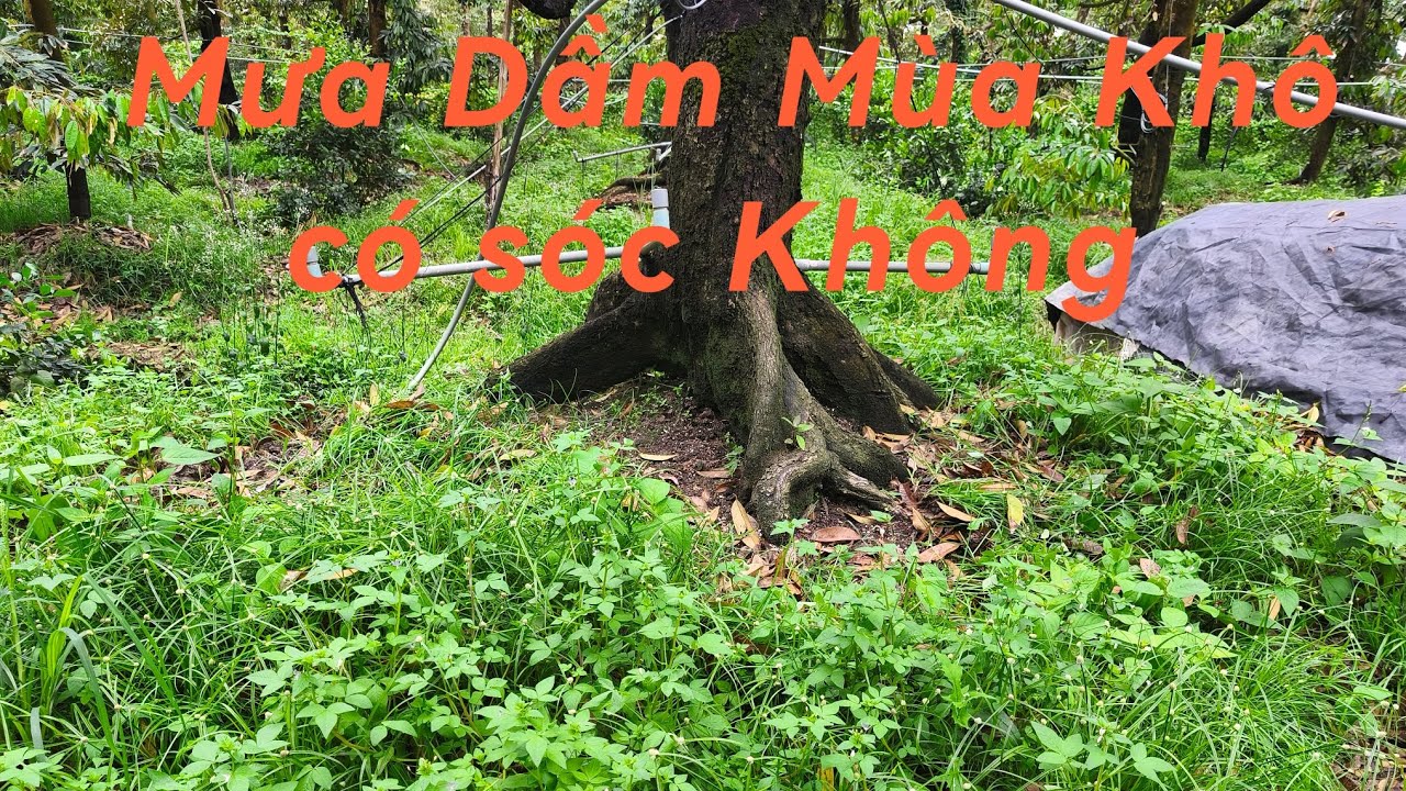 # 198 Xả nhụy mùa thuận mưa nhiều có nên đậy bạc không 