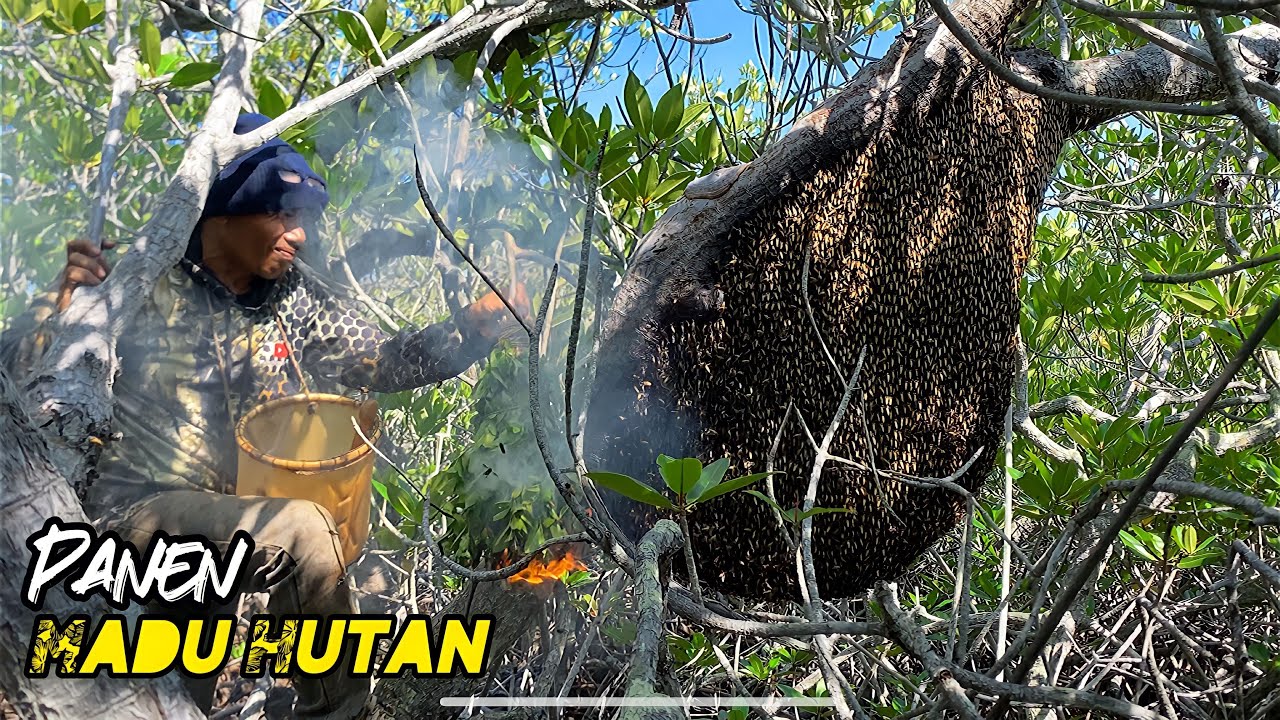 Panen Madu Hutan 2 Sarang❗| Lebah Madu Apis Dorsata