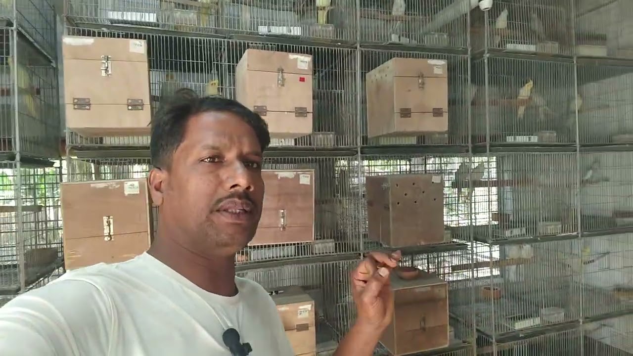 পাখি থেকে দীর্ঘদিন ভালো ডিম বাচ্চা পেতে হলে #pet #birds #lovebirds #youtube 