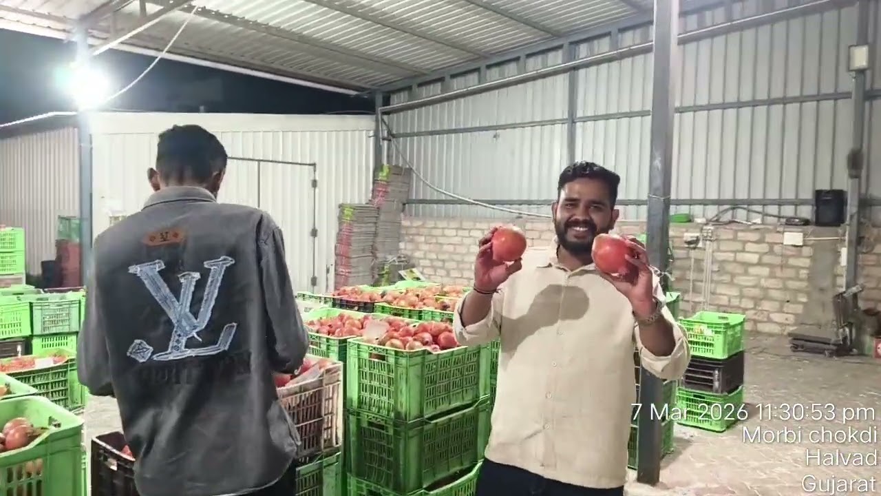 ડાયરમ માર્કેટ હળવદ ફ્રૂટ માર્કેટ ગુજરાત કોલેટી એક્સ પોટ