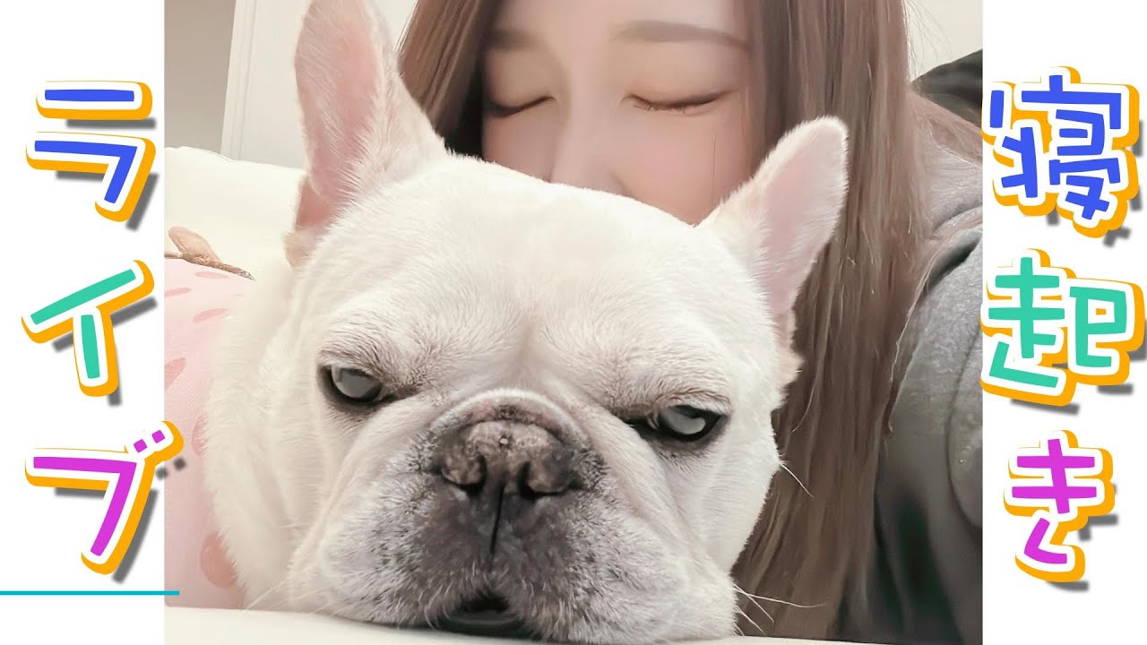 YouTubeあるあるなの？これ...(寝起きで鼻すすりまくってます🙇‍♀️)【フレンチブルドッグ frenchbulldog】
