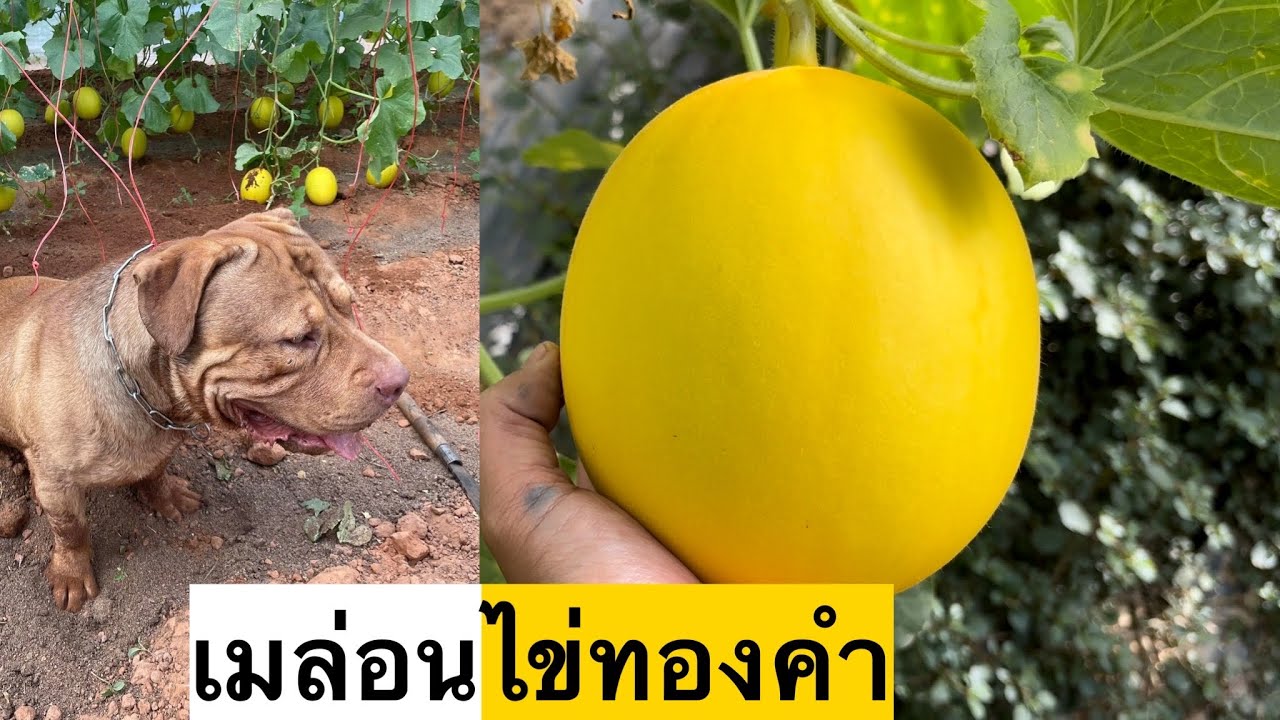 เมล่อนไข่ทองคำรอบนี้โดนหนักกว่าทุกรอบเกิดจาก⁉️