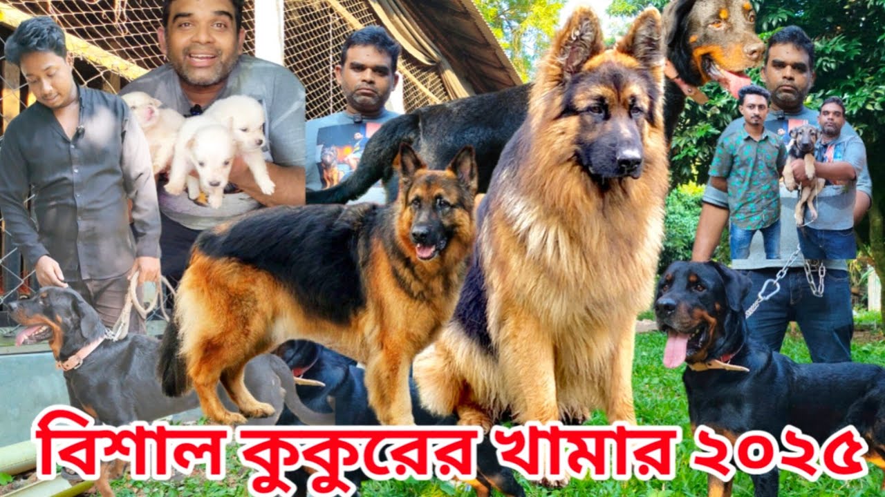 Dog price in Bangladesh | German Shepherd dog price in Bangladesh | Dog farm in Bangladesh #pet 