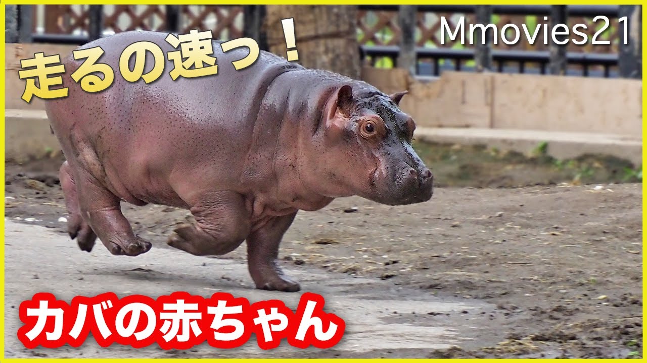 突然走る！飛び込む！カバの赤ちゃん 首振りテンションMAXでお母さんもびっくり Suddenly the baby hippo runs !