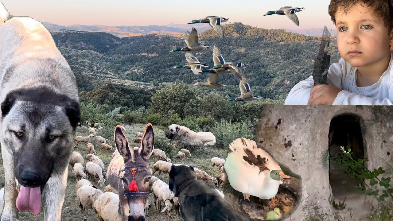 DAĞLI GÖREVDE / KOYUNLAR KÖPEKLERE EMANET / BAHÇEYİ SON ANDA SULADIK / KAZ SON YAVRUYU ÇIKARTTI