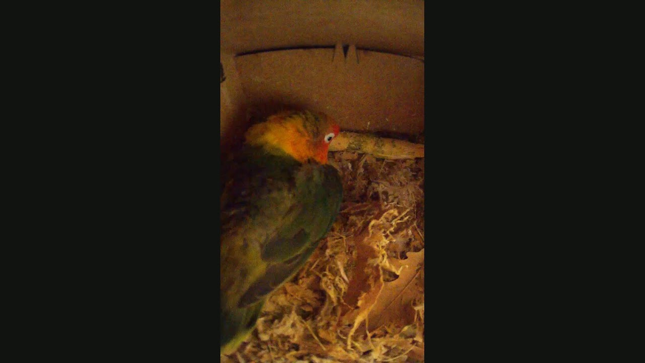 Lovebirds nest