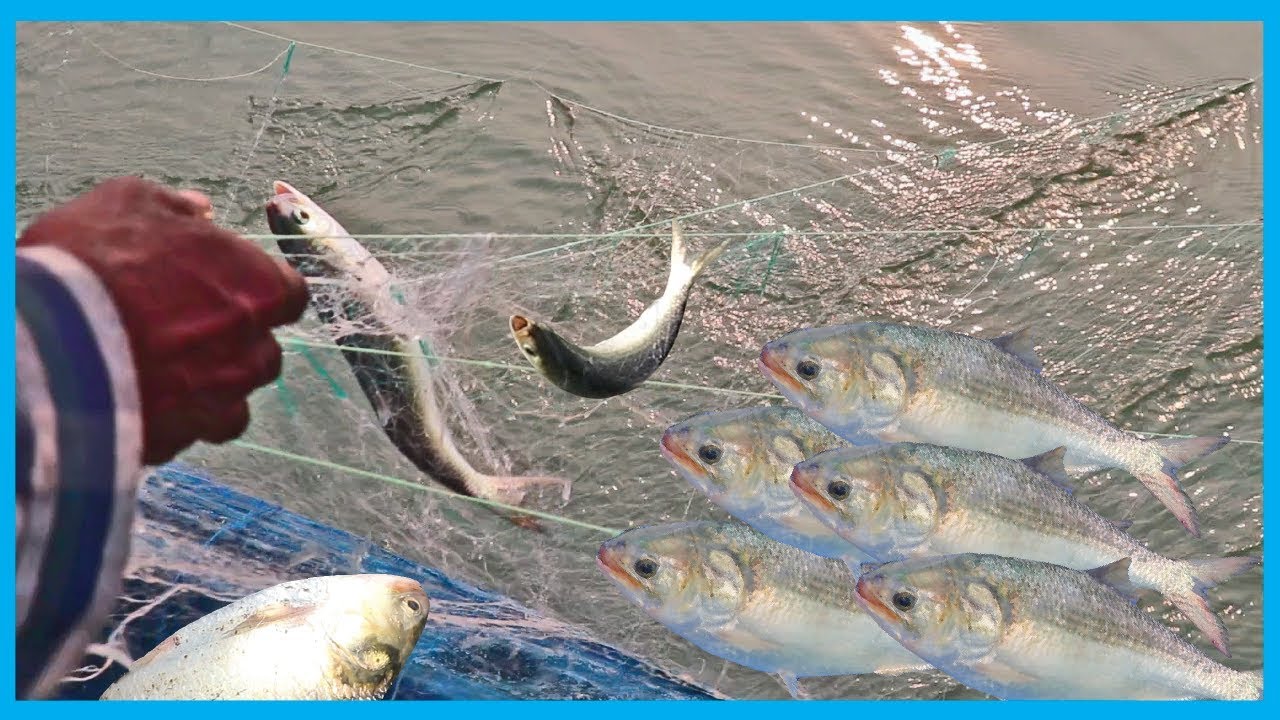 Hilsa (ilish) Fish Catching Live in Deep River (Part 7) - (Season 2) | Fish Corn