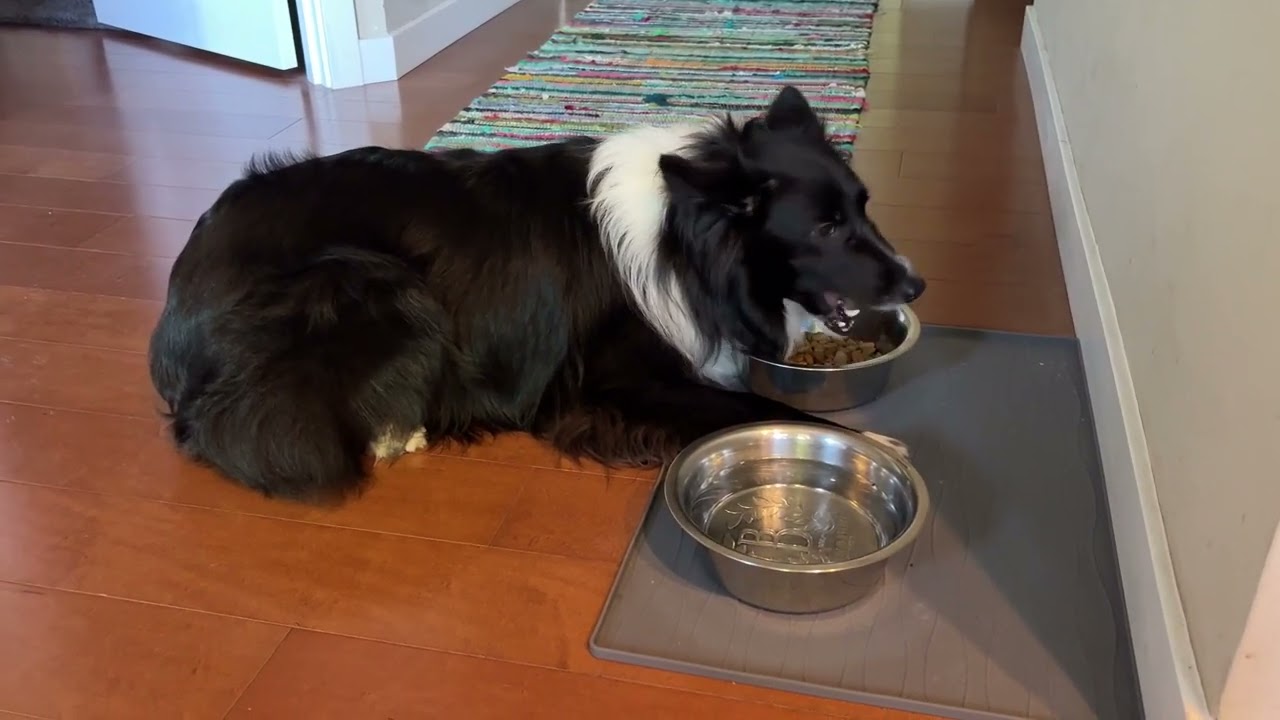 Anu - Sheltie Australian Shepherd Mix