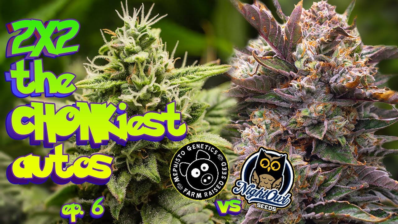The CHONKIEST autos EVER! - Mephisto vs Nightowl Seed to Harvest How to Grow Auto ep.6 #organic