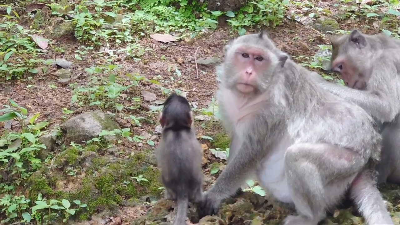 one position frame place available monkey