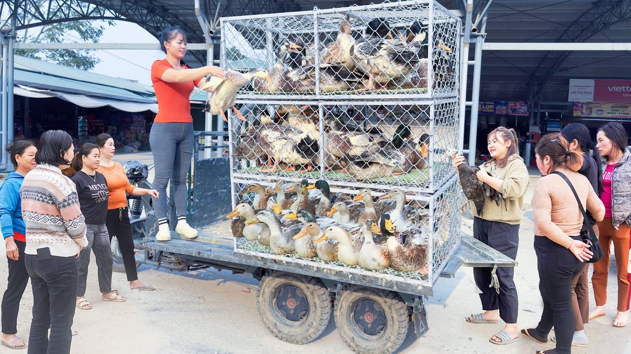 Harvest Duck After 4 Months of Raising. Use 3-Wheeled Truck To Transport Many Duck Go To Market Sell
