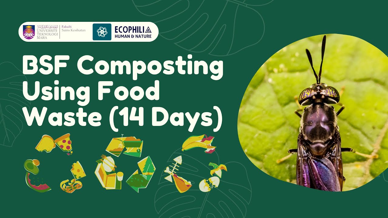 Black Soldier Fly Composting