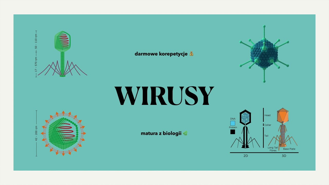 #6 Wirusy 🦠 - budowa, cykl lityczny i lizogeniczny itd. - matura z biologii 🐸 korepetycje 📗 liceum