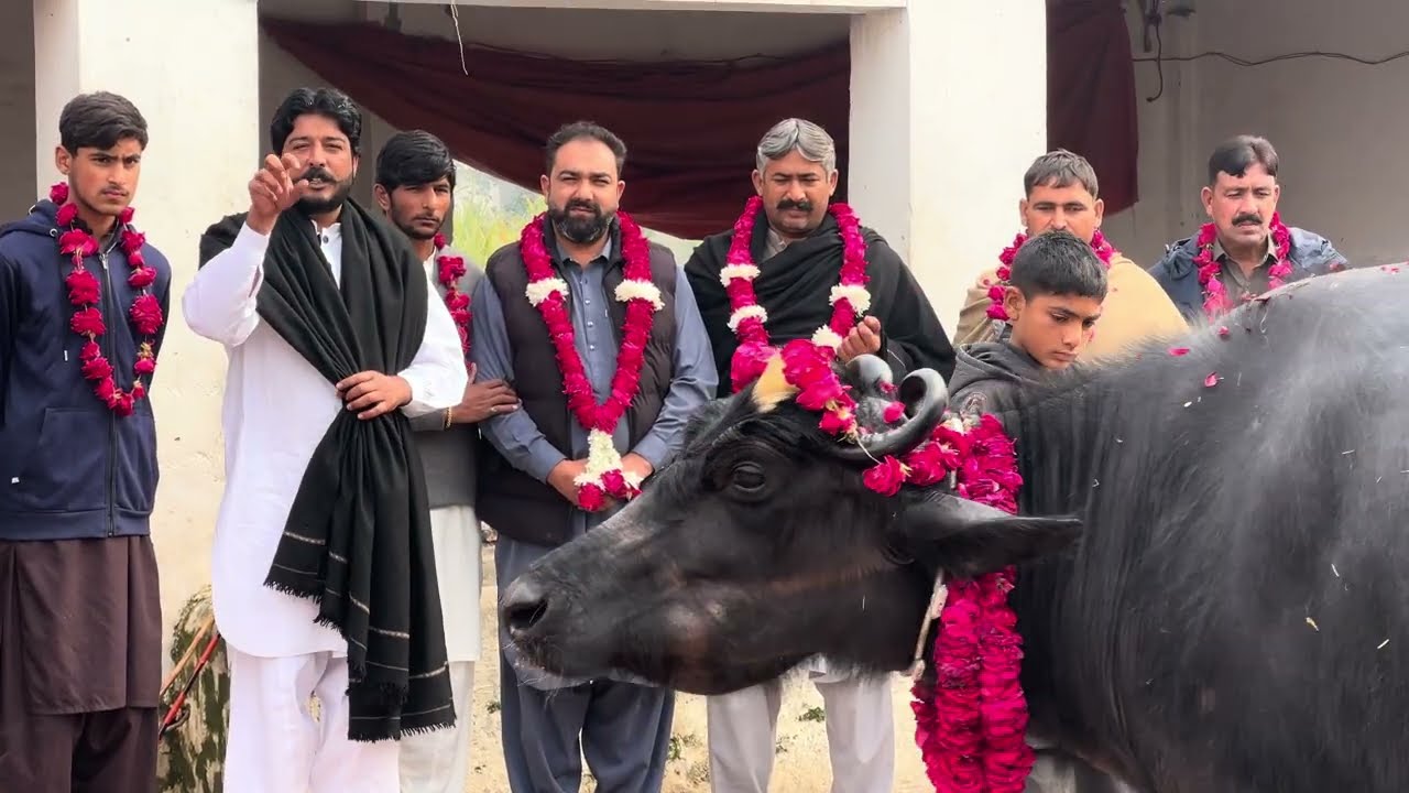 Alnor Dairy Farm Mandi Bahauddin