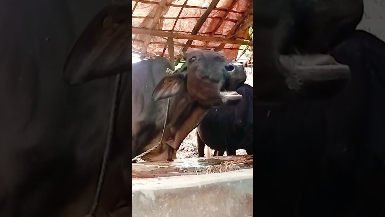 cow sound video #village #cow #sound #animalsounds #animals #cute #shorts