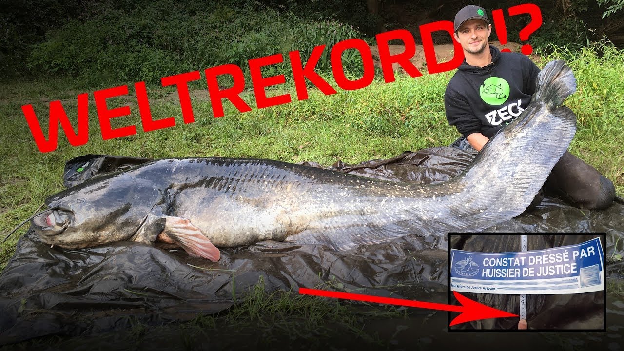 REKORD - WELS von 2,74m Länge OFFIZIELL bestätigt!