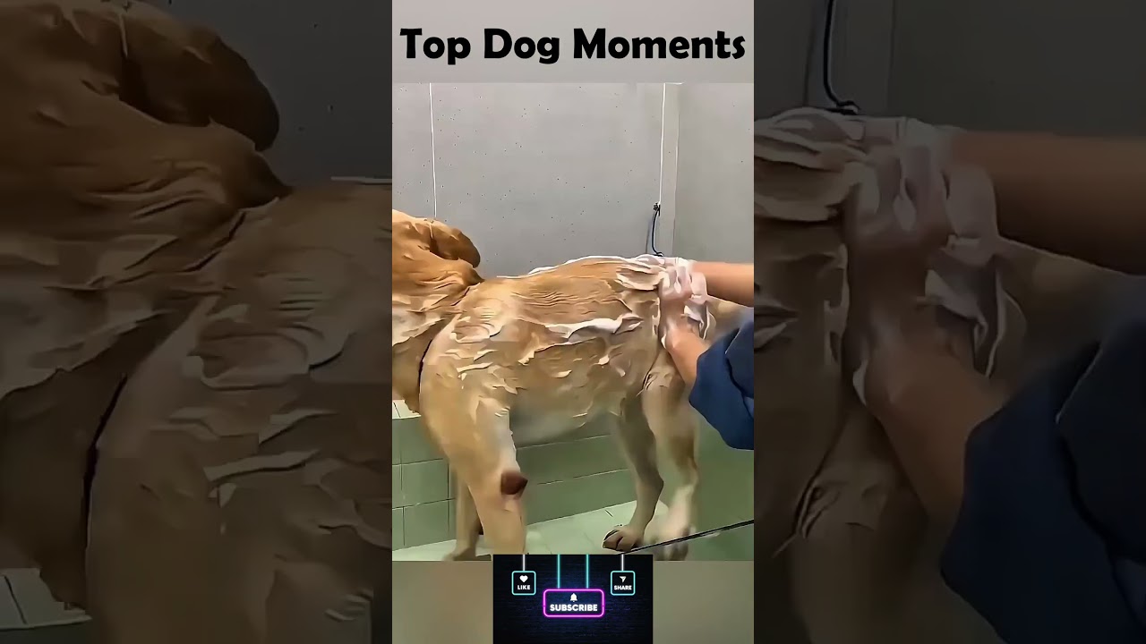 Top Dog Moments Compilation 🐶 | Try Not to Laugh!