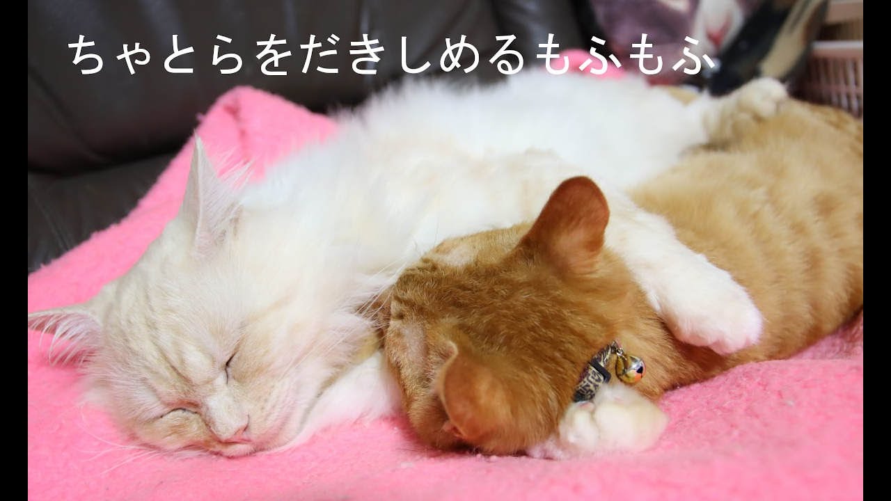 ちゃとらを抱きしめるもふお　210319