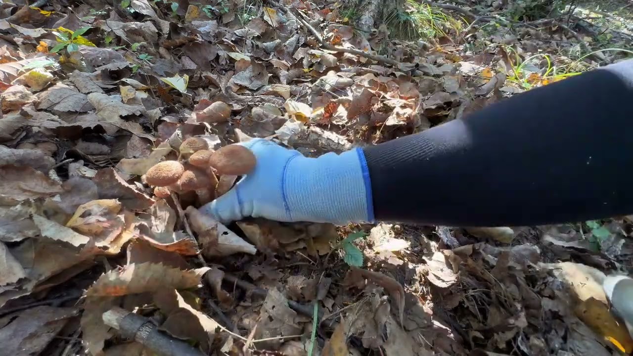 靠山吃山靠水吃水，东北农村，人们采蘑菇卖就能收入小1万块钱！