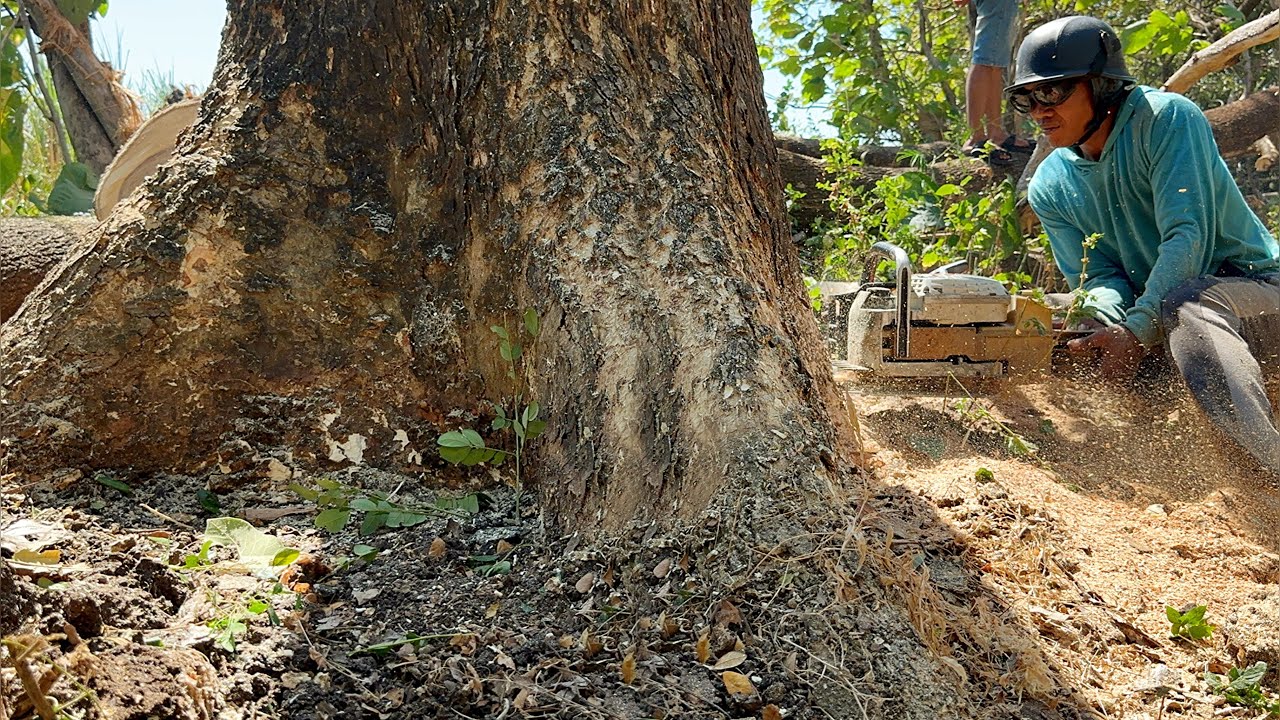 The last tree is very troublesome ‼️ Cut down 2 trembesi trees in the sugar field.