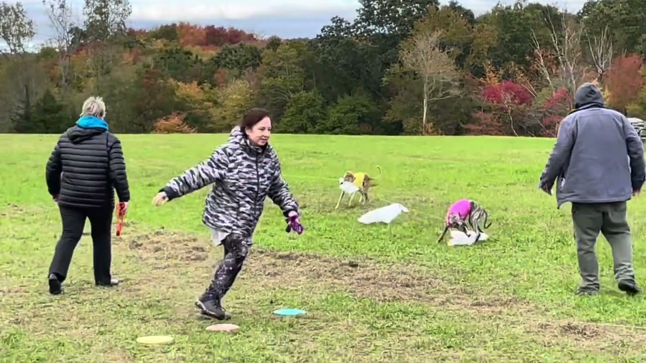 Stormy and Queenie Whippets Love to Lure Course!