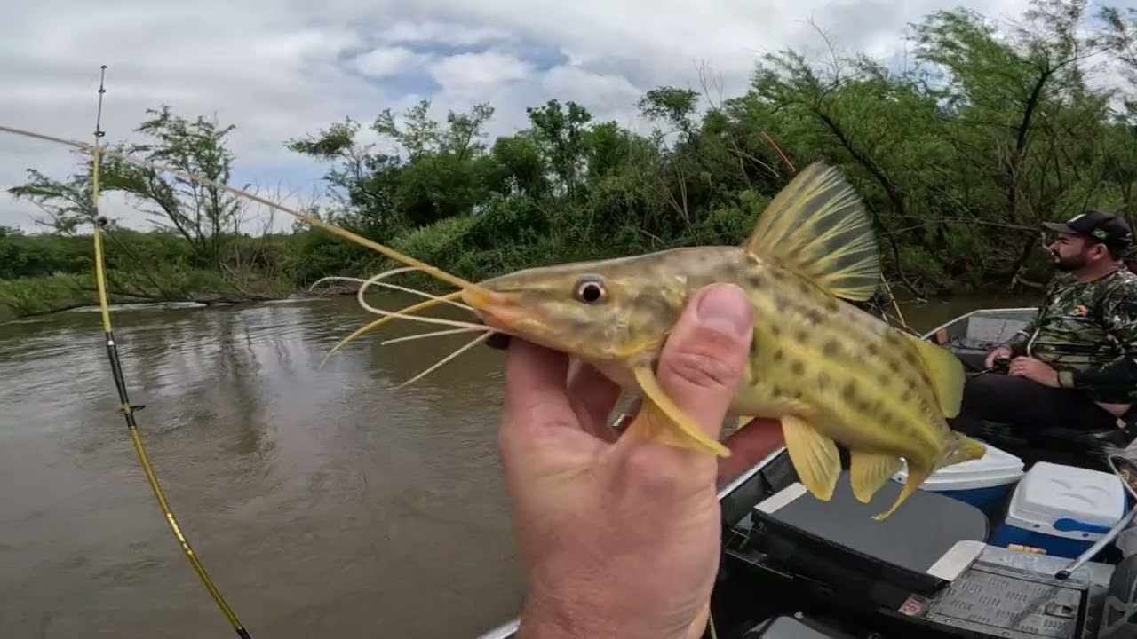 PESCARIA RIO TIBAGI, SÓ SAIU AS GRANDES MANDIJUVAS, BATI MEU RECORD PESSOAL, PESQUEIRO UVAIA...