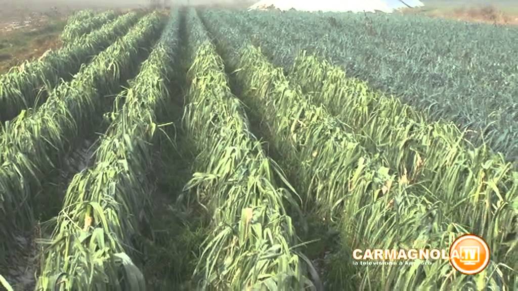 La filiera del porro di Carmagnola