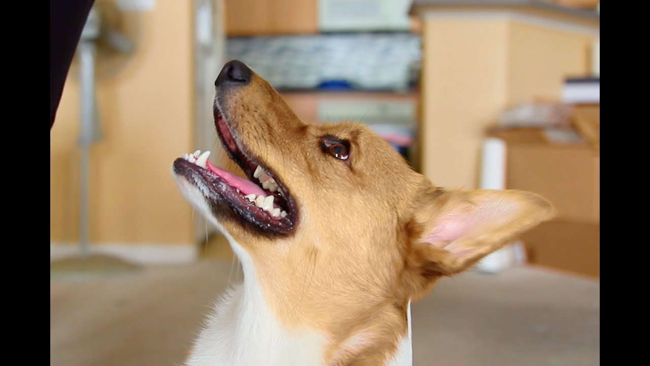 Corgi Kai Tricks for Treats