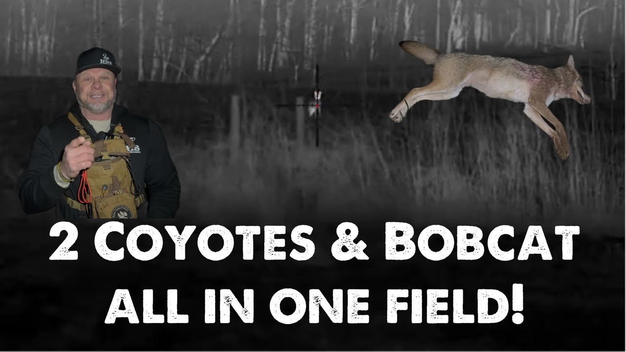 Breeding season is coming to an end! | Coyote hunting at night