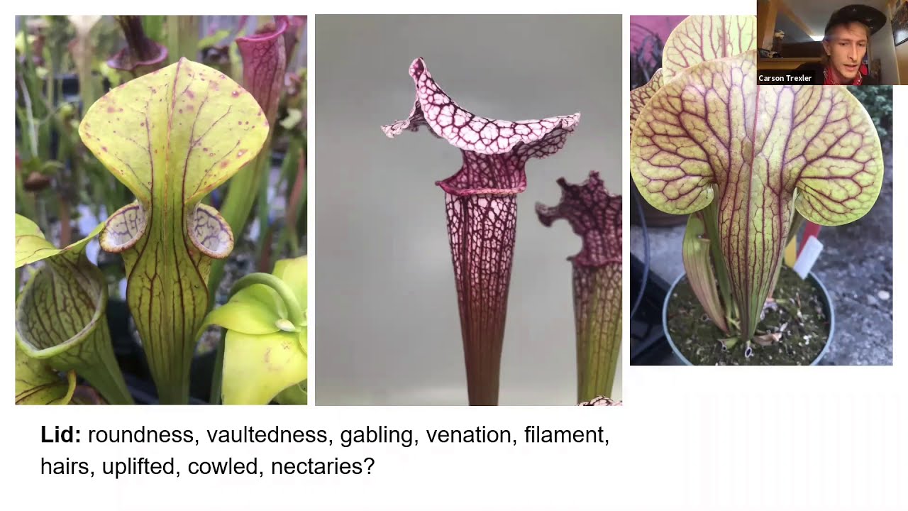 SCCPE June 2020 Webinar - Carson Trexler: Sarracenia Identification