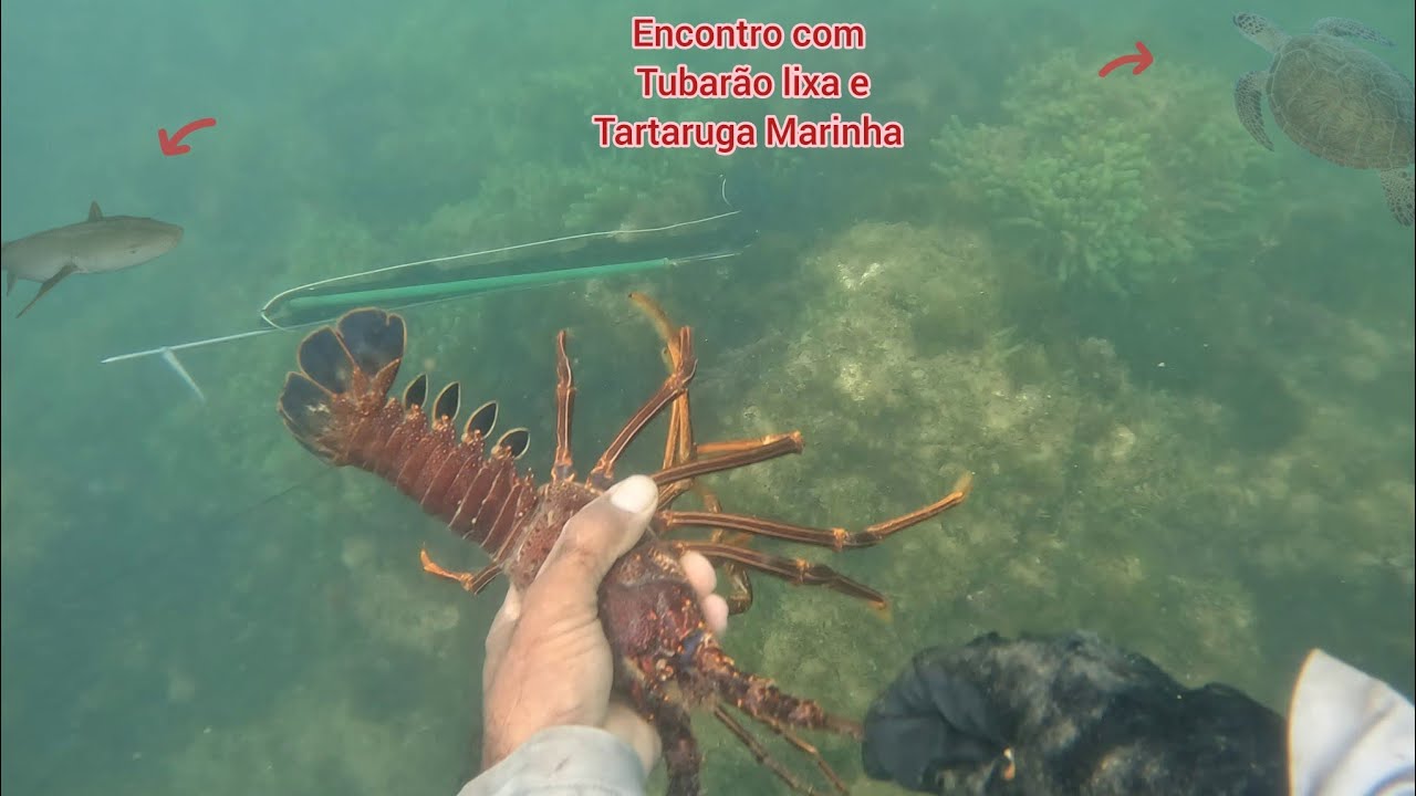 Pesca Sub, Lagosta, Budião batata e Peixe Pacamã