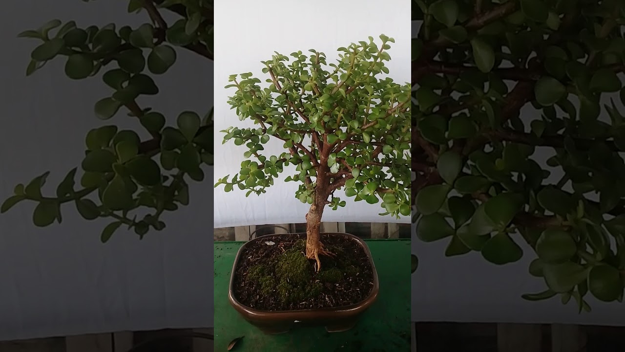 se caen las hojas de mi jade