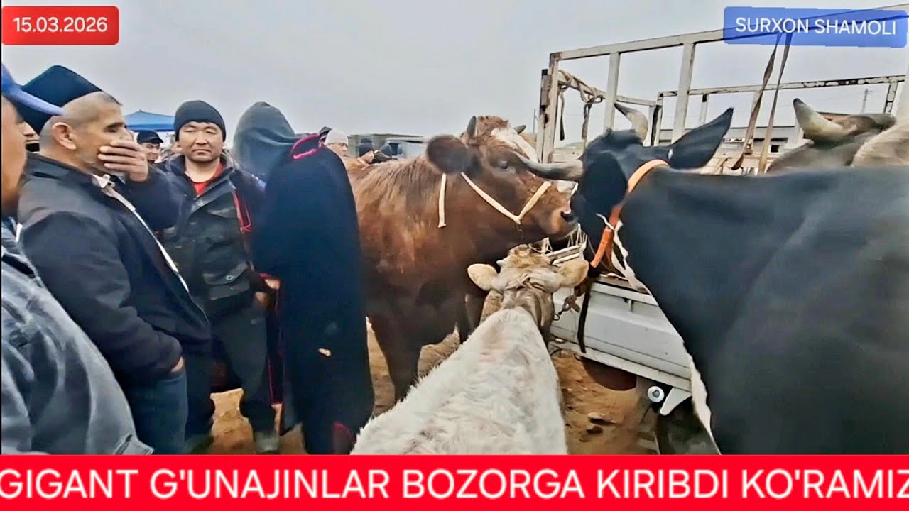 15.03.2026 QIZIRIQ JAXON MOL BOZORI SIGIR G'UNAJIN NARXLARI 
