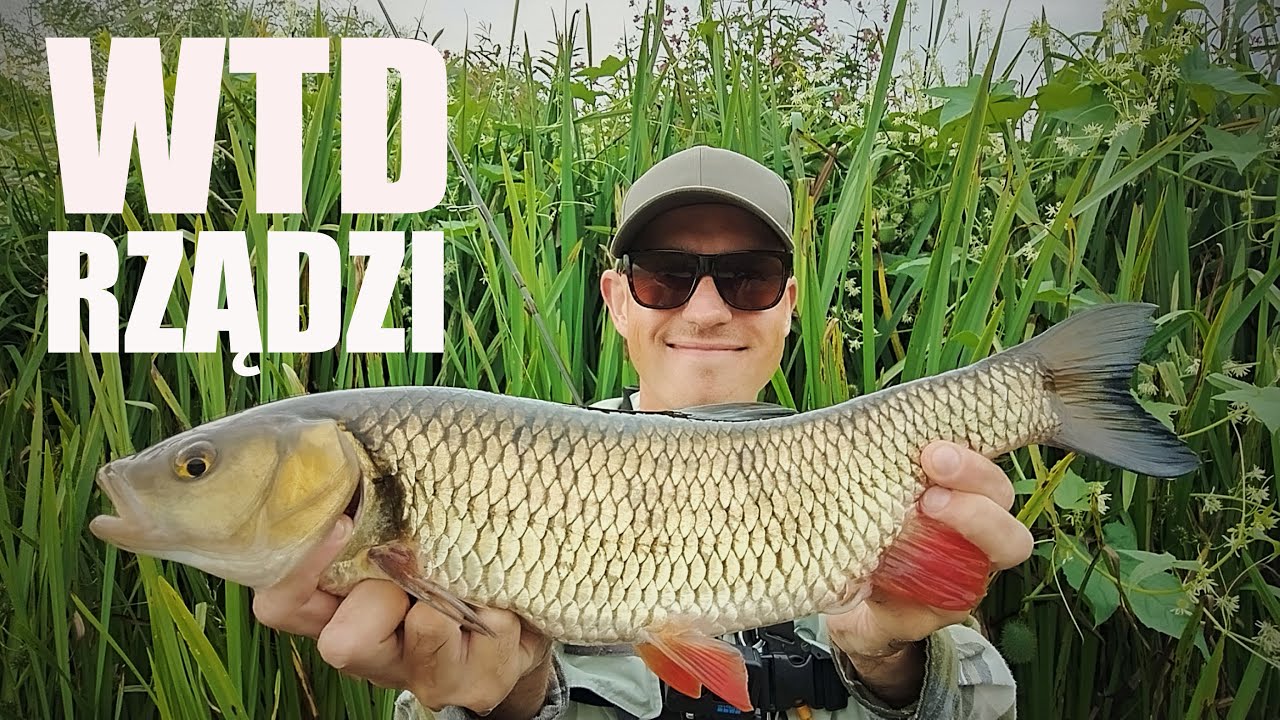 WTD rządzi! - łowię klenie z powierzchni