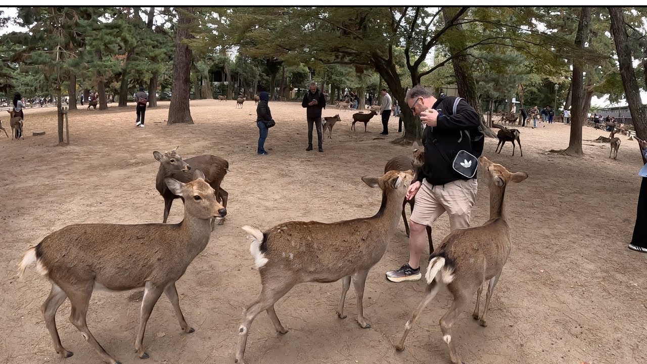 "I Got Ass-aulted by Deer @ Nara Park Japan 😂 🦌"