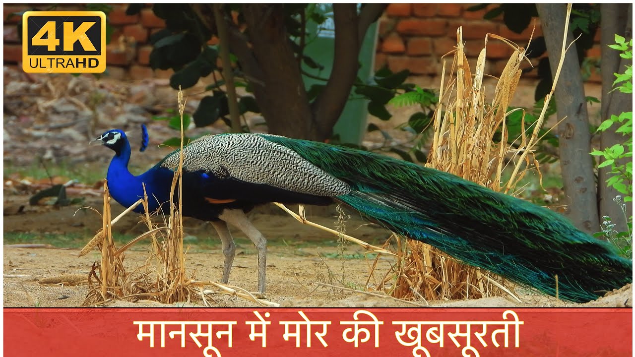 Beauty Of A Indian Peacock In Early Monsoon