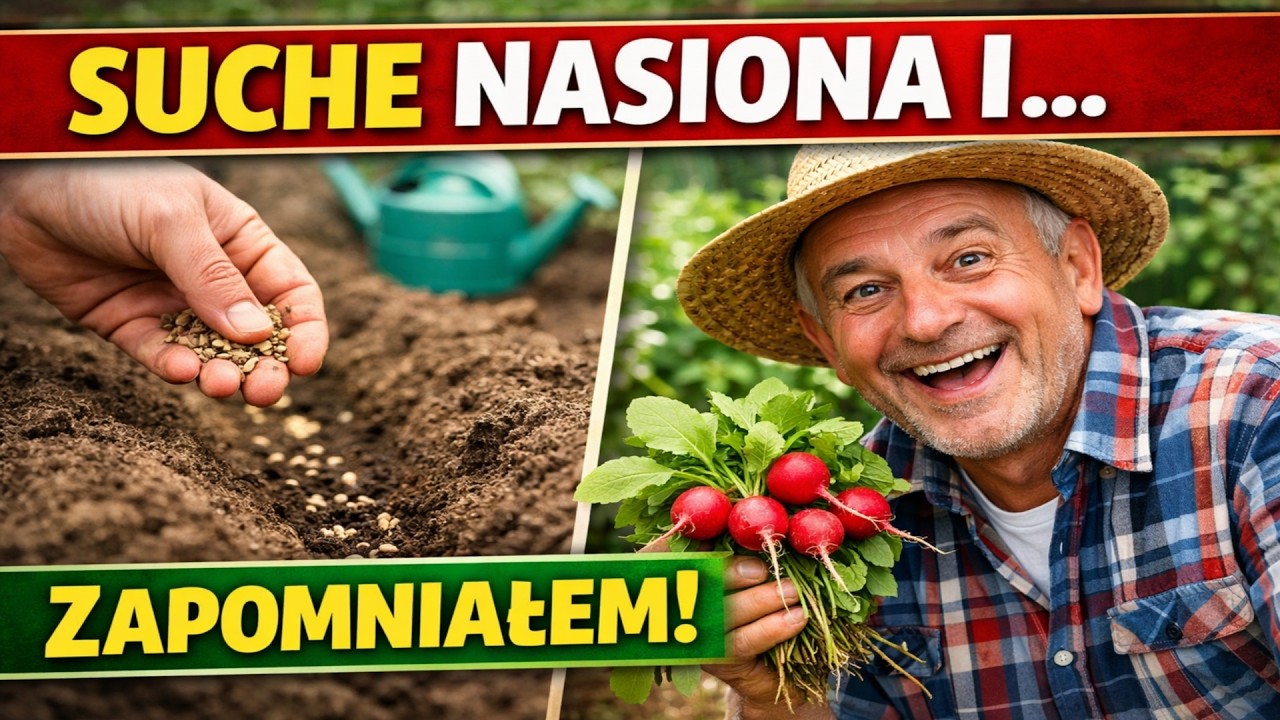 Posiałem SUCHE nasiona i... ZAPOMNIAŁEM! To genialny patent dla leniwych, kt&oacute;ry zastąpi każdą inną