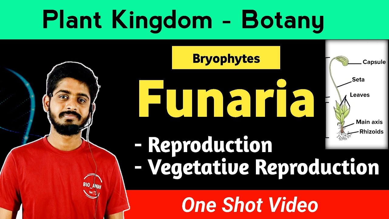 Bryophyte - Funaria Reproduction, Sexual reproduction in Funaria in Hindi | By Bioaman Bhaiya