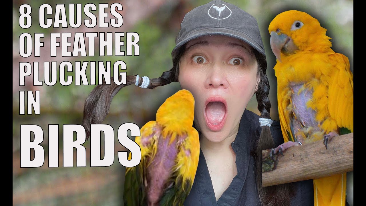 I AM FREAKING OUT! MY GOLDEN CONURE'S ARE PLUCKING!