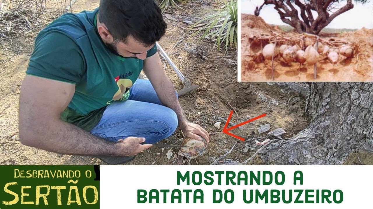 Mostrando a batata (tubérculo) do umbuzeiro