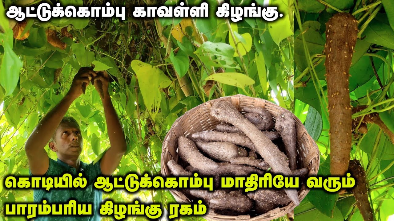 கொடியில் ஆட்டுக்கொம்பு மாதிரியே வரும் பாரம்பரிய கிழங்கு ரகம். ஆட்டுக்கொம்பு காவள்ளி கிழங்கு வளர்ப்பு