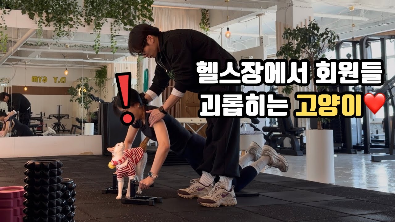 헬스장에 나타난 고양이가 회원들에게 플러팅을?! 고양이 애교에 괴롭힘 당해 운동에 집중못하는 사람들! A cat appeared at the gym