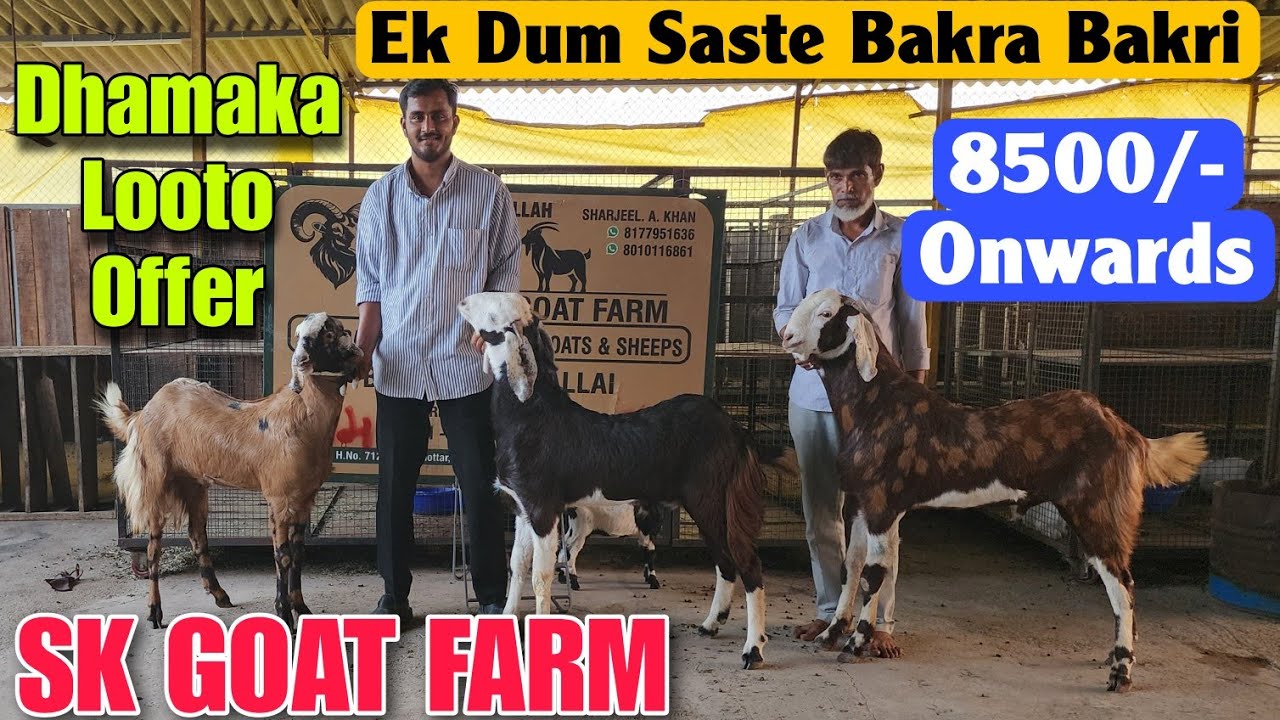 8500/- Onwards Ek Dum Saste Bakra Bakri SK GOAT FARM | Dhamaka Looto Offer Goat In SHAHPUR 
