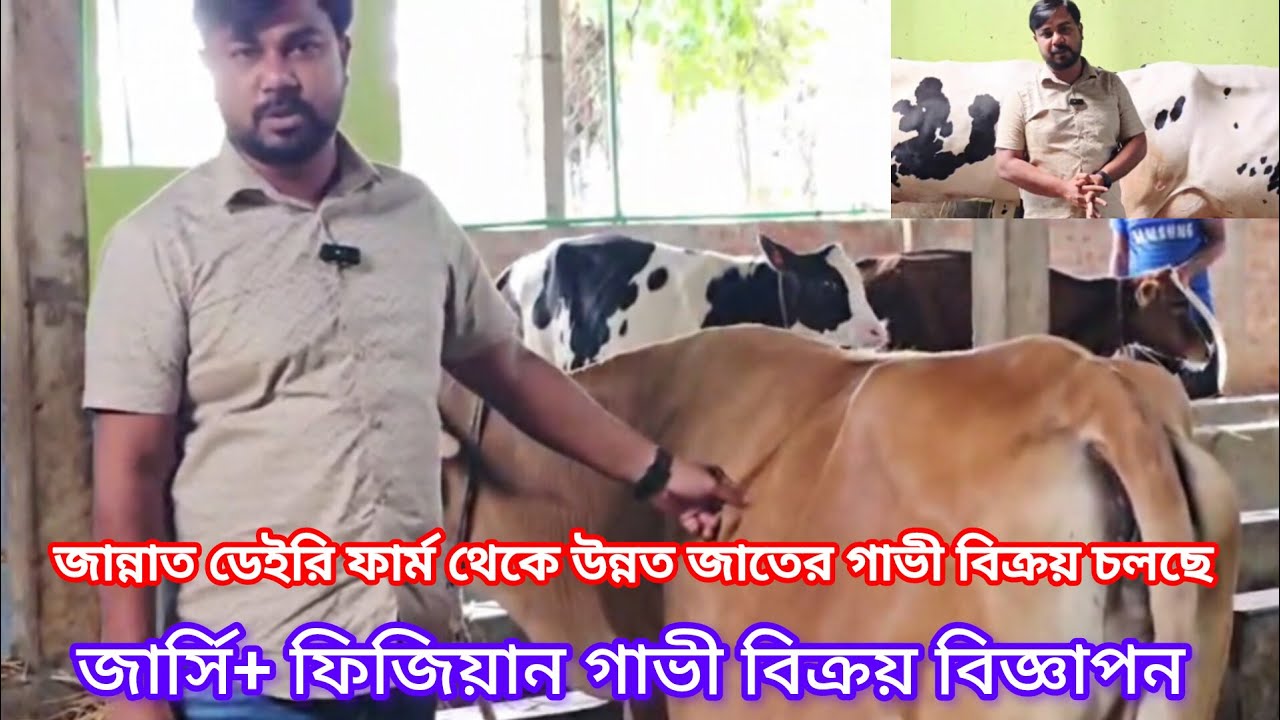 জার্সি+ফ্রিজিয়ান  গাভি বিক্রয় চলছে জান্নাত ডেইরী ফার্ম থেকে।Channel j tv