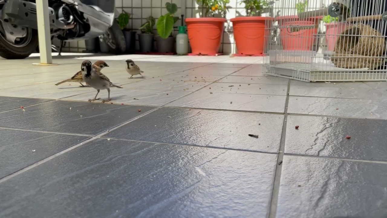 ⭐ So Many Wild Sparrows Came to Eat! 🐦 (Relaxing Bird Watching)