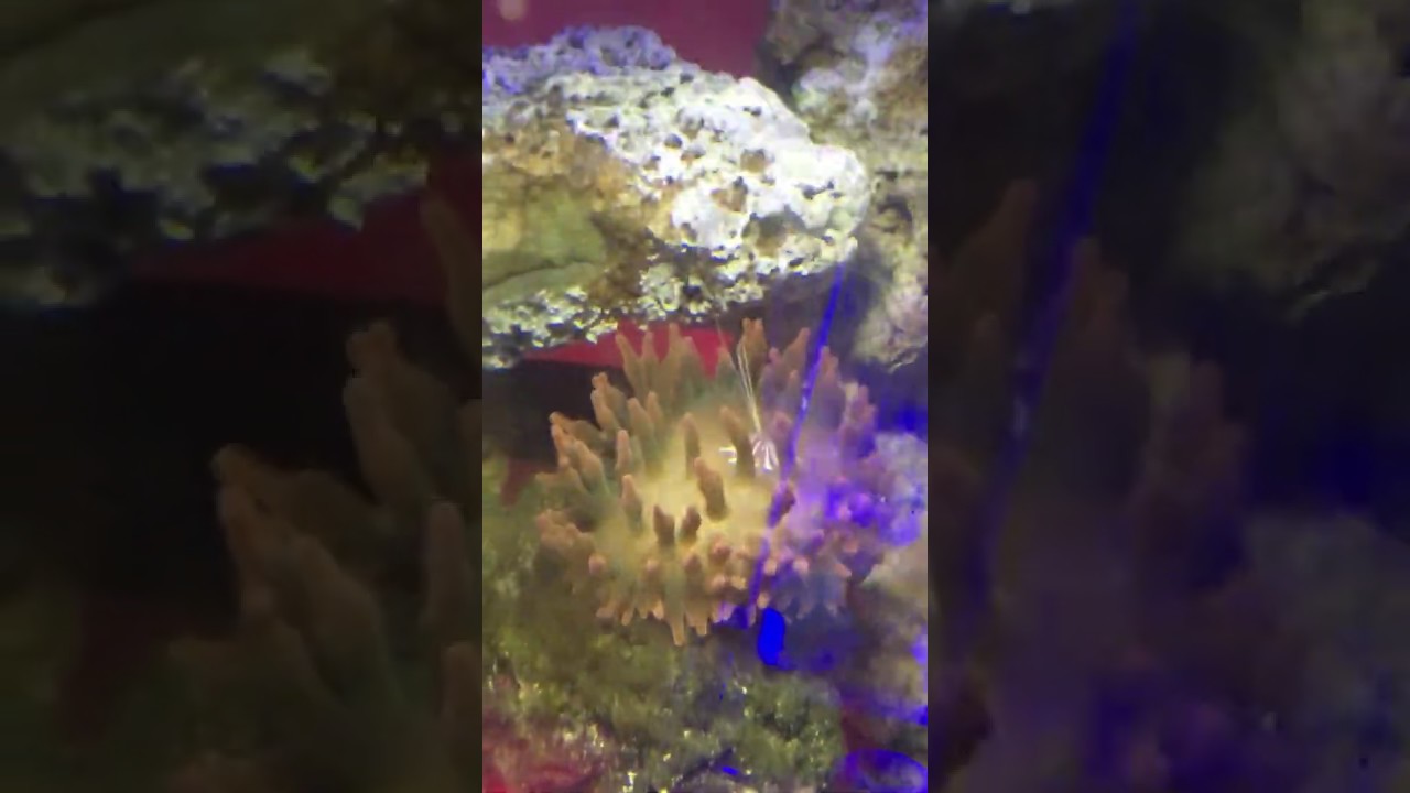 Lost cleaner shrimp rose bubble tip ate it