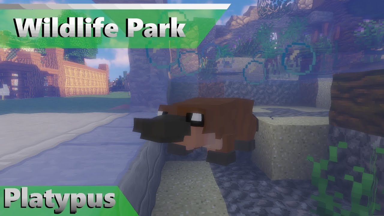 Platypus | Wildlife Park