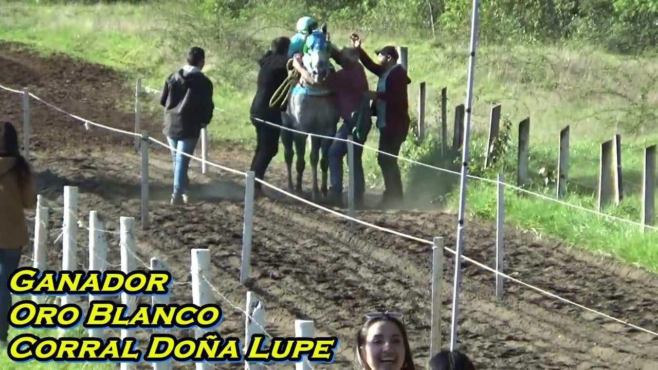 Oro Blanco vs Afortunado vs Cirujano Cancha Hipica El Liuco